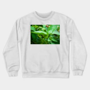 Kitchen Crop Crewneck Sweatshirt